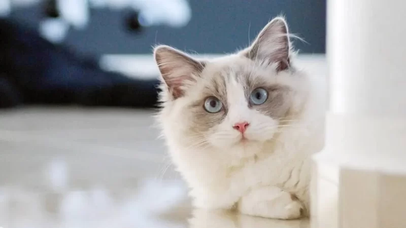 Graceful Elegance: Unveiling the Enigma of the Ragdoll Cat