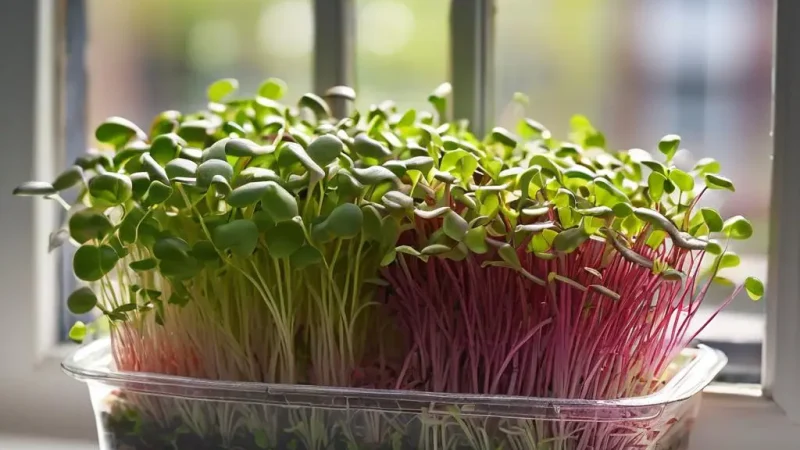 Greenery on the windowsill. Simple steps to a fresh harvest