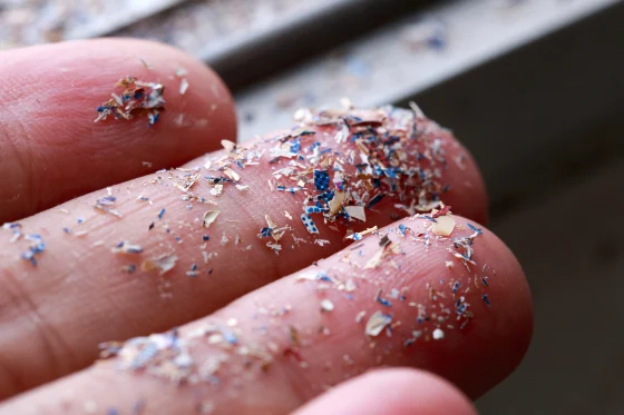 Microplastics Found in Brain Tissue: New Study Reveals Alarming Discovery