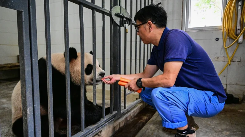 Hong Kong Welcomes Two New Giant Pandas as Finland Returns Its Bears to China