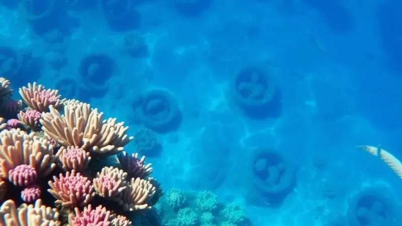 Protecting Coral: Innovative Ways to Help Our Reefs